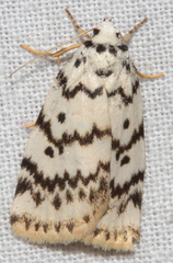 Hectobrocha pentacyma