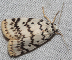 Hectobrocha pentacyma