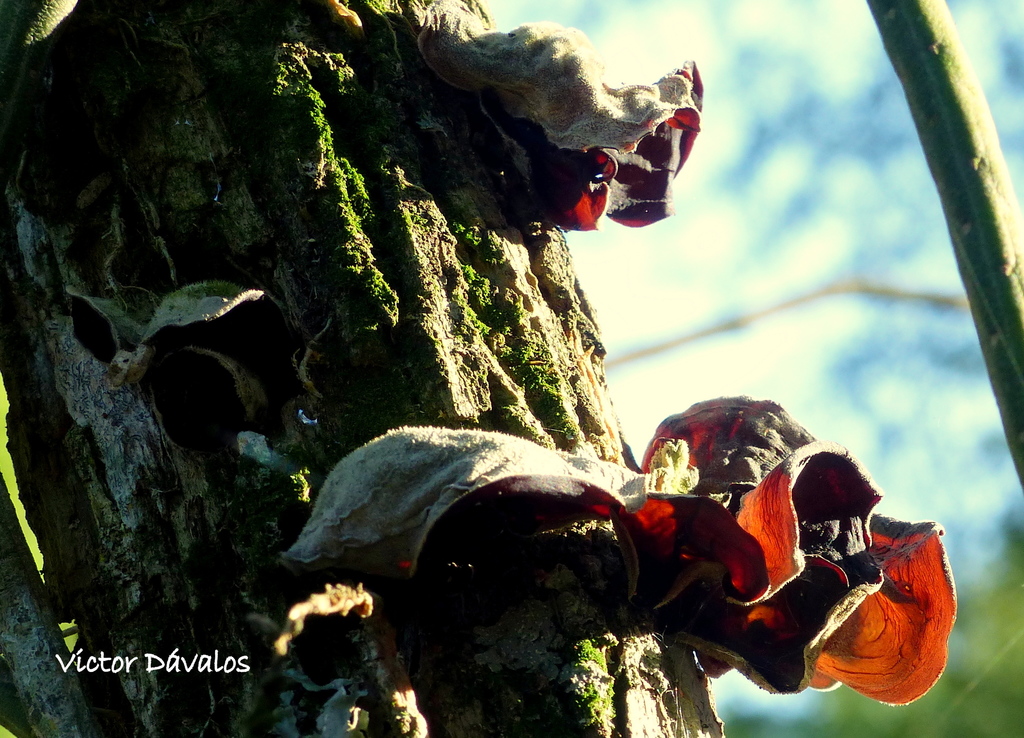 Auricularia fuscosuccinea · November 2018 · photo: © vctor30 (iNaturalist, cc-by)