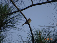 Myiophobus fasciatus