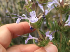 Salvia eremostachya