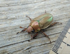 Pelidnota strigosa
