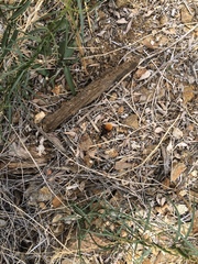 Dasymutilla magnifica