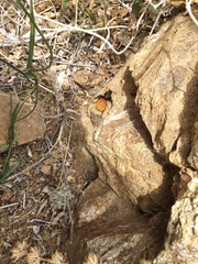 Dasymutilla magnifica