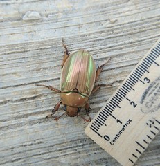 Pelidnota strigosa