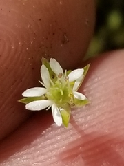 Stellaria calycantha