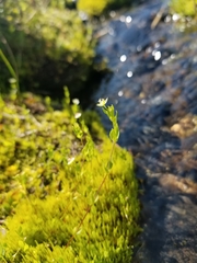 Stellaria calycantha
