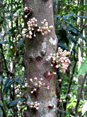 Syzygium cormiflorum