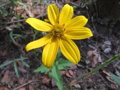 Heliopsis parvifolia