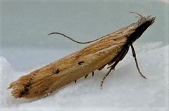 Dichomeris acuminatus