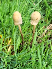 Panaeolopsis