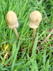 Panaeolopsis