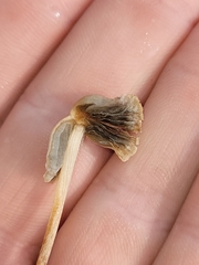Panaeolopsis