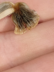 Panaeolopsis