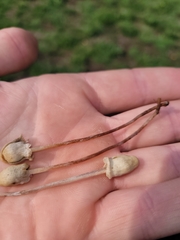 Panaeolopsis
