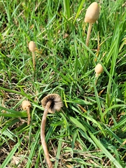 Panaeolopsis