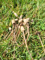 Panaeolopsis