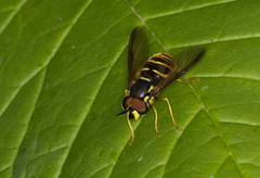 Chrysotoxum pubescens