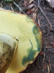 Butyriboletus abieticola