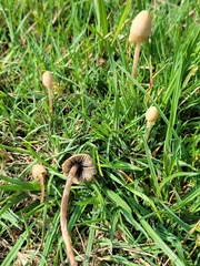 Panaeolopsis