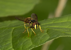 Chrysotoxum pubescens