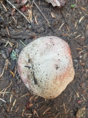 Butyriboletus abieticola