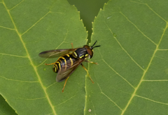 Chrysotoxum pubescens