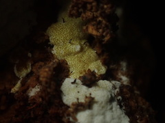 Trichoderma sulphureum