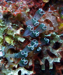 Clavelina puertosecensis