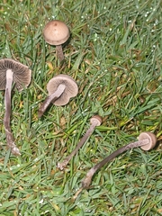 Panaeolus fimicola