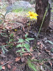 Heliopsis parvifolia