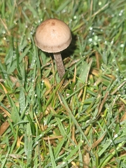 Panaeolus fimicola