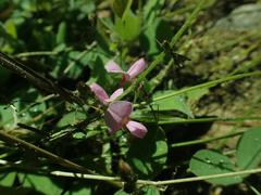 Desmodium grahamii