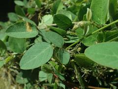 Desmodium grahamii