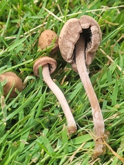 Panaeolus fimicola