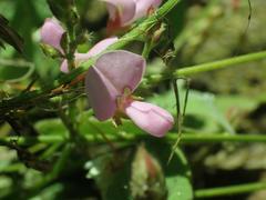 Desmodium grahamii