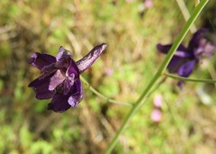 Delphinium hesperium