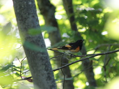 Setophaga ruticilla image