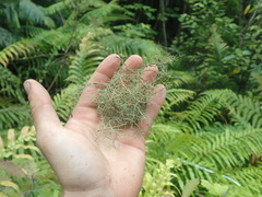 Usnea dasaea