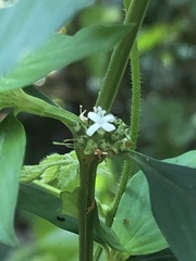 Spermacoce ocymifolia