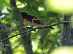 Setophaga ruticilla image