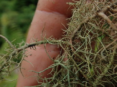 Usnea dasaea