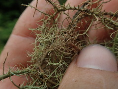 Usnea dasaea