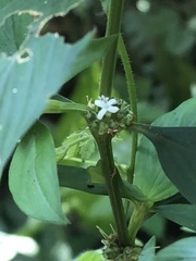 Spermacoce ocymifolia