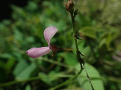 Desmodium grahamii