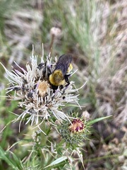 Bombus fervidus