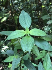 Spermacoce ocymifolia
