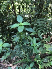 Spermacoce ocymifolia