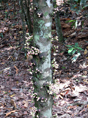 Syzygium cormiflorum