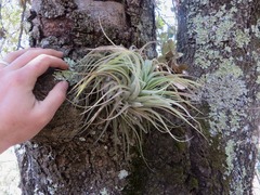 Tillandsia macdougallii